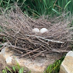 Birds nest Commission