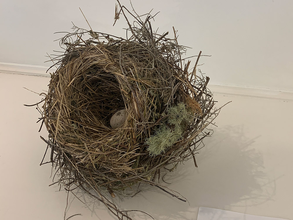 Birds Nest # 2