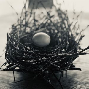 BirdsNest_SHAC-1_IMG_4652_1000x1000